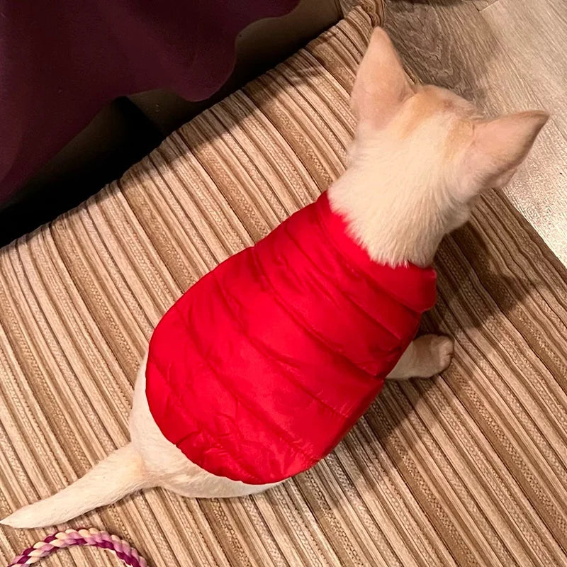 Cozy Winter Dog Jacket – Warm, Stylish & Perfect Fit! - The Pawfect Tails